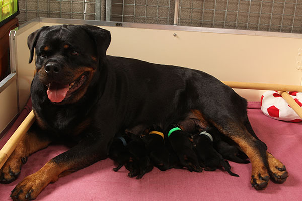 Lilly met haar puppy's