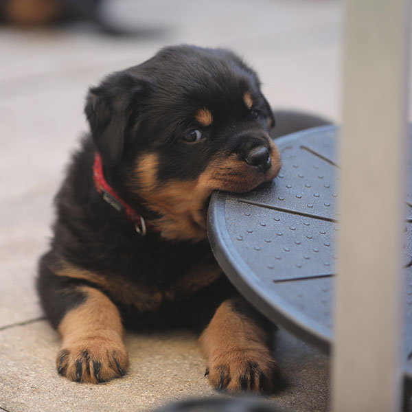 puppy-update-week-6
