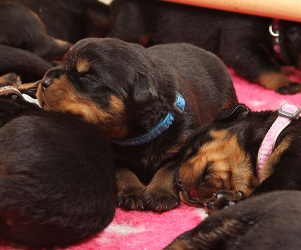 puppy-update-week-2