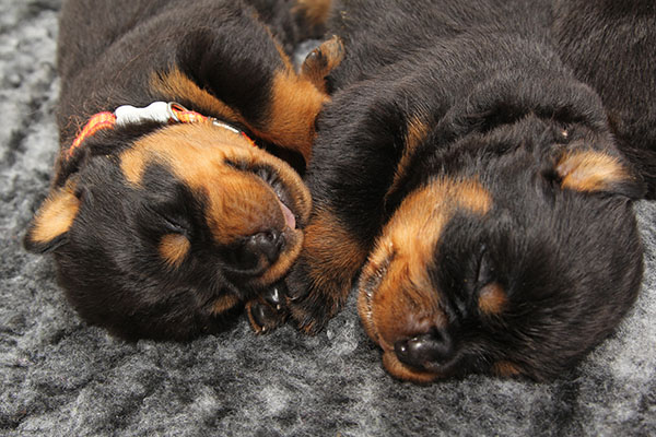puppy-update-week-3