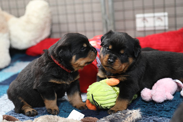 puppy-update-week-4
