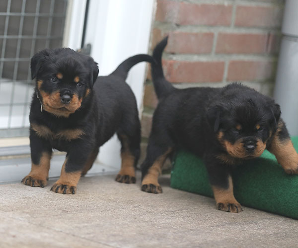 puppy-update-week-5