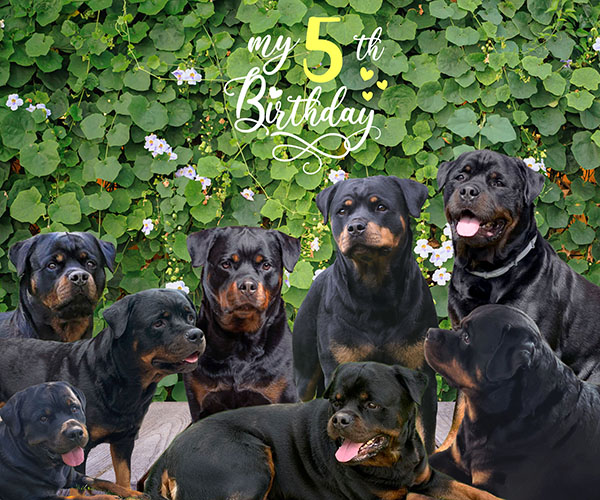 verjaardag-r-nest