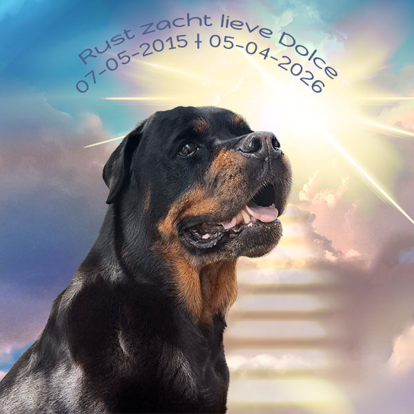 overlijden-jori-dolce-van-zopian