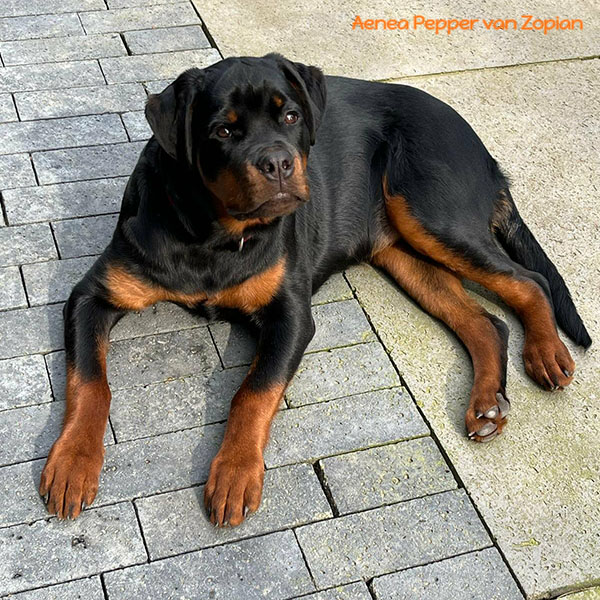 aenea-pepper-van-zopian