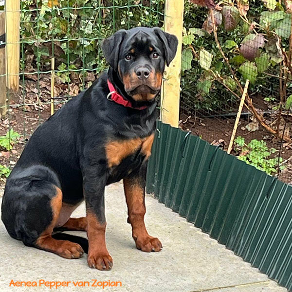 aenea-pepper-van-zopian