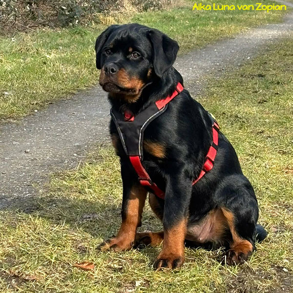 aika-luna-van-zopian