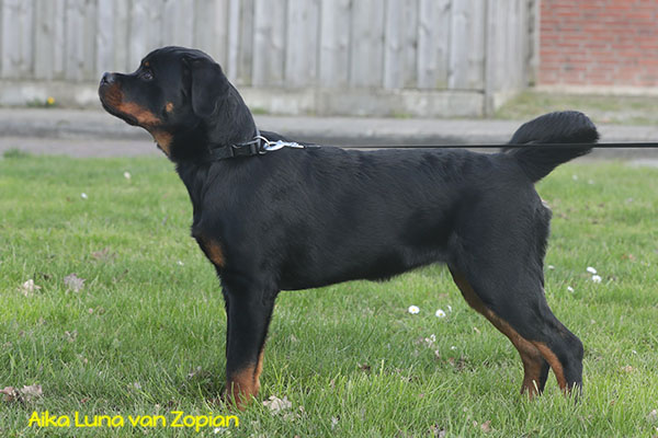 aika-luna-van-zopian