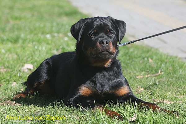 aika-luna-van-zopian