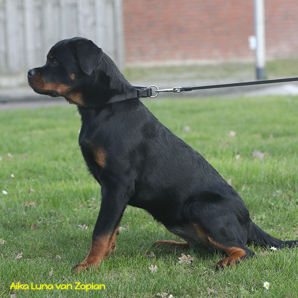 aika-luna-van-zopian