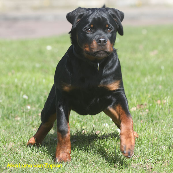 aika-luna-van-zopian