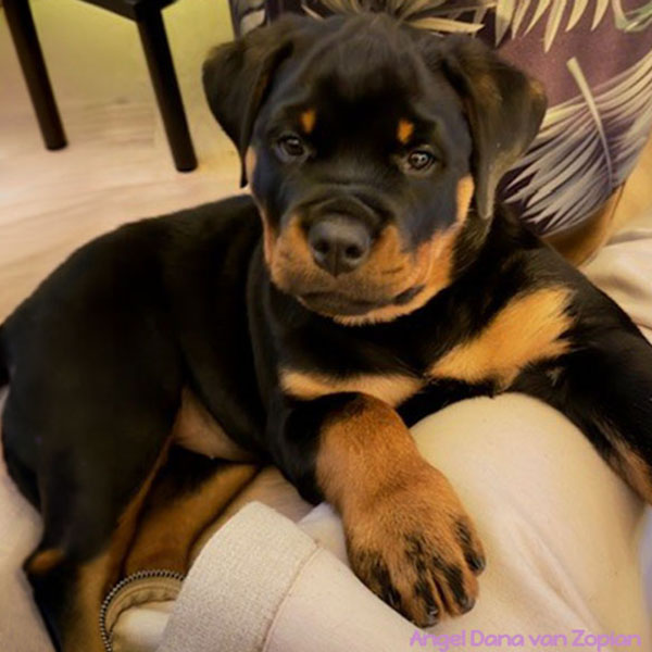 angel-dana-van-zopian