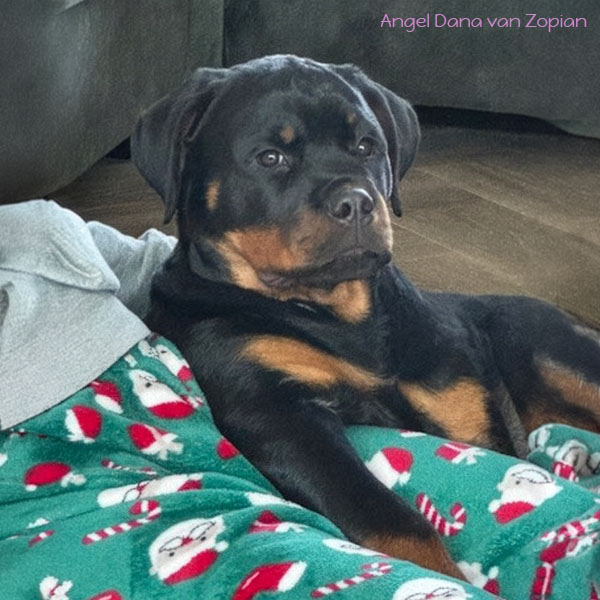 angel-dana-van-zopian