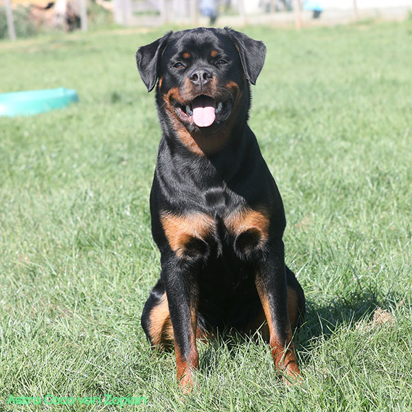 astra-coco-van-zopian