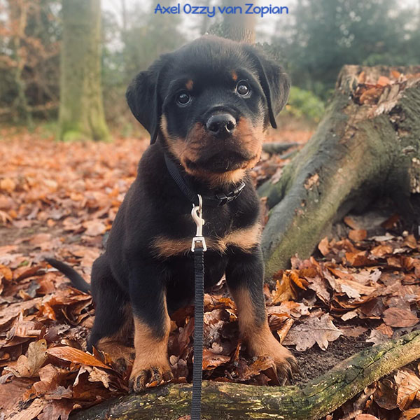 axel-ozzy-van-zopian