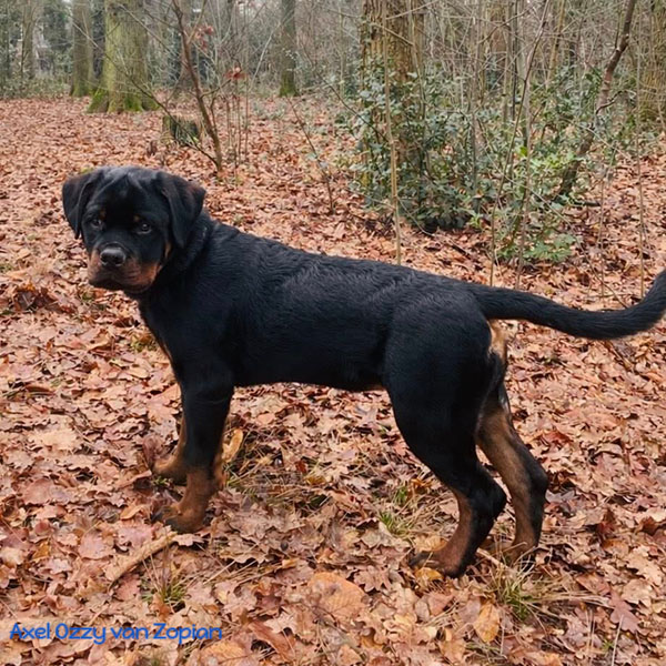 axel-ozzy-van-zopian