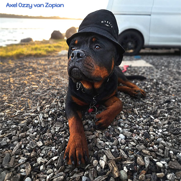 axel-ozzy-van-zopian