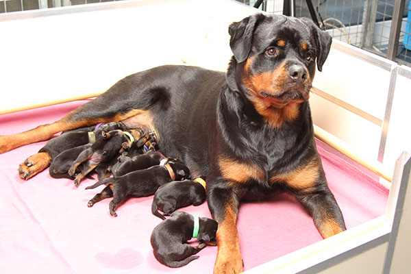 a2-nest week 1 pupfoto 1a