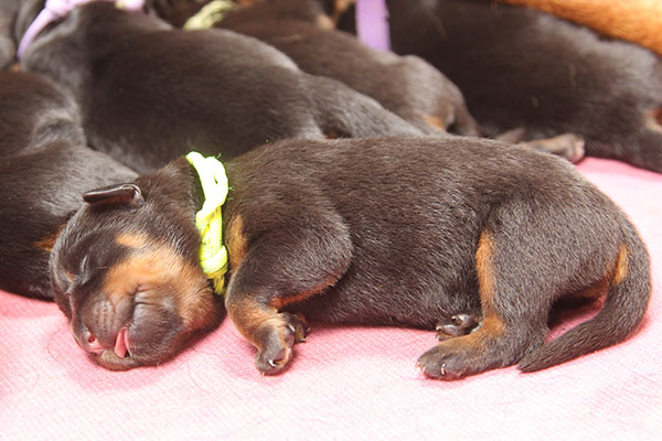 a2-nest week 1 pupfoto 1b