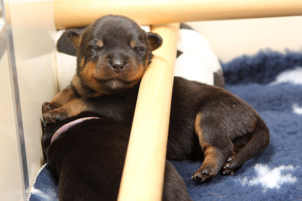 a2-nest week 1 pupfoto 1bb