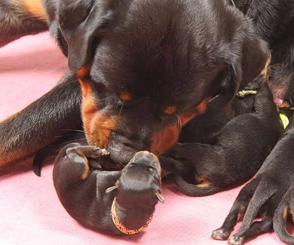 a2-nest week 1 pupfoto 1c