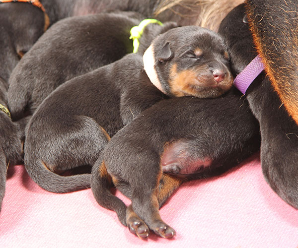 a2-nest week 1 pupfoto 1d