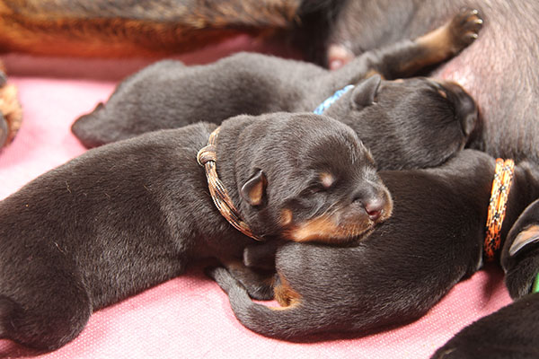 a2-nest week 1 pupfoto 1e