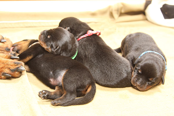 a2-nest week 1 pupfoto 1f