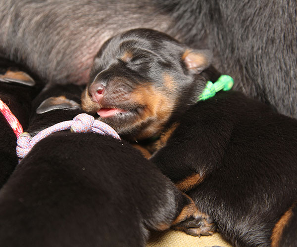 a2-nest week 1 pupfoto 1g