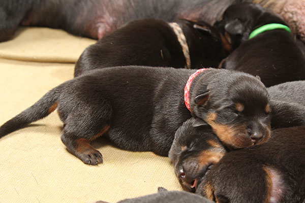 a2-nest week 1 pupfoto 1k