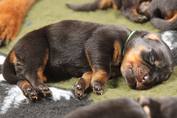 a2-nest week 1 pupfoto 1l