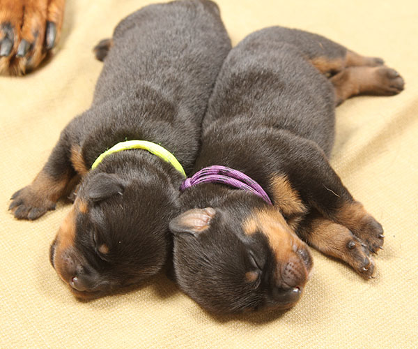 a2-nest week 1 pupfoto 1m