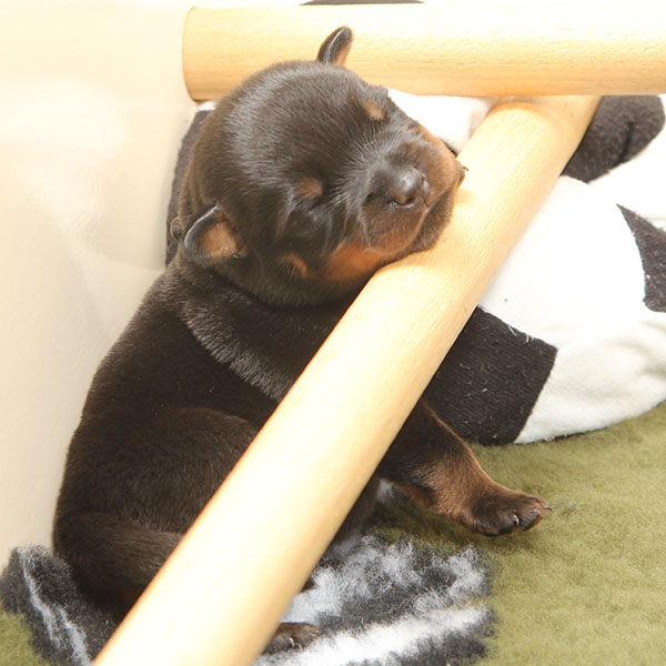 a2-nest week 1 pupfoto 1o