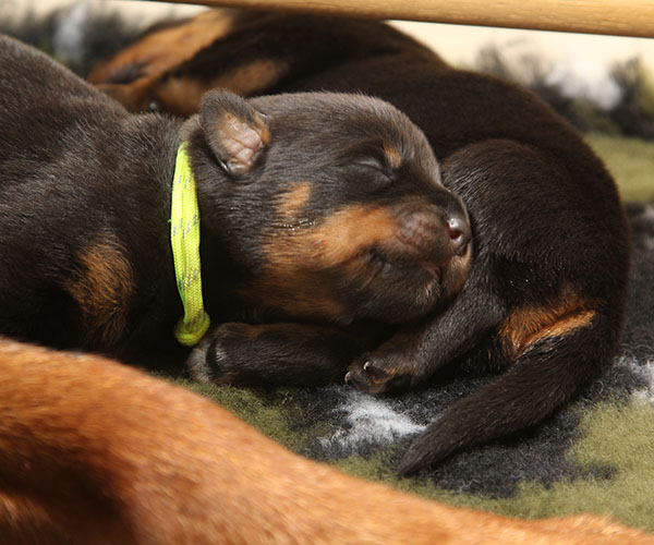 a2-nest week 1 pupfoto 1q