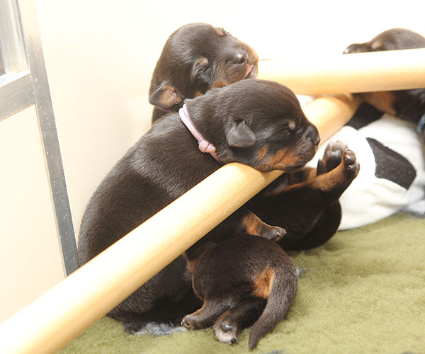 a2-nest week 1 pupfoto 1r