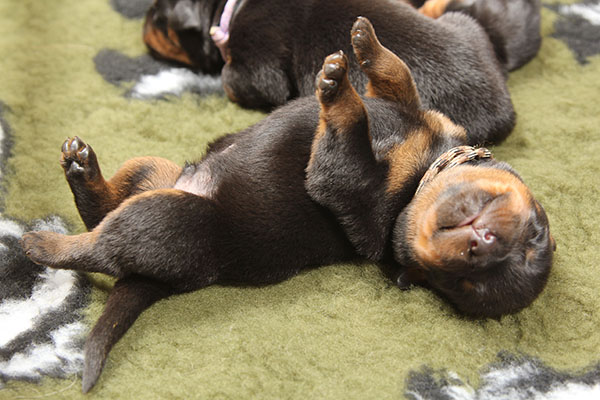 a2-nest week 1 pupfoto 1s