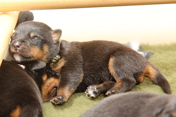 a2-nest week 1 pupfoto 1u