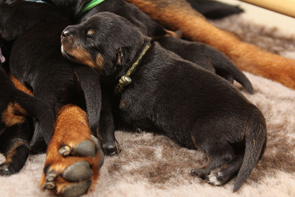 a2-nest week 1 pupfoto 1x