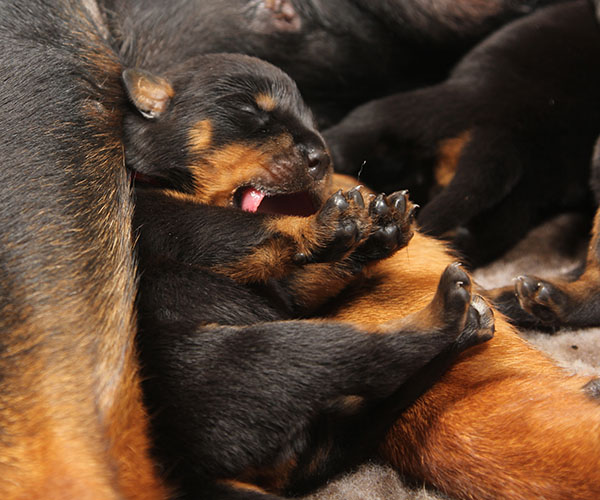 a2-nest week 1 pupfoto 1y