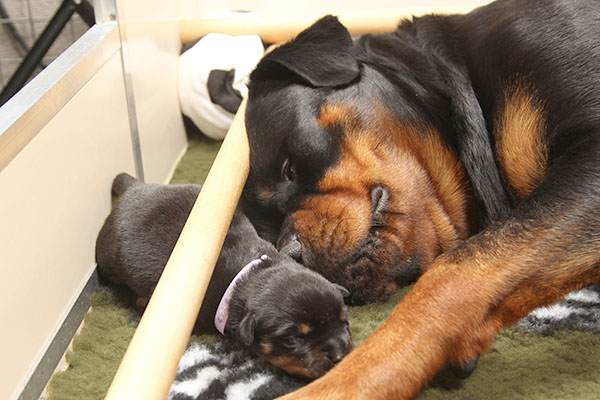 a2-nest week 2 pupfoto 2a