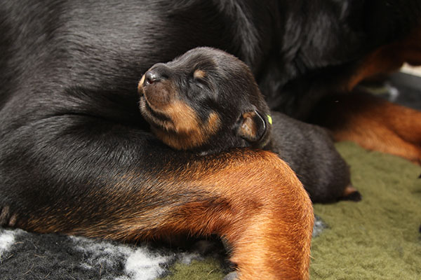 a2-nest week 2 pupfoto 2b