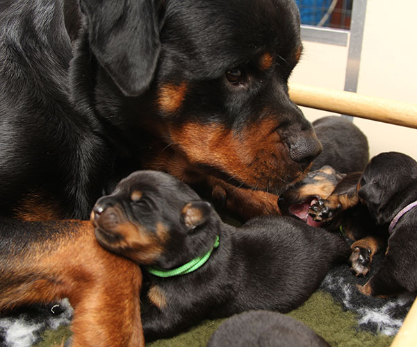 a2-nest week 2 pupfoto 2c