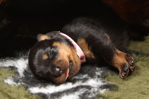 a2-nest week 2 pupfoto 2e