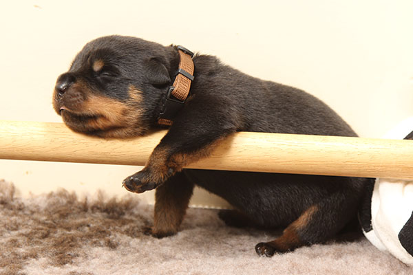 a2-nest week 2 pupfoto 2i