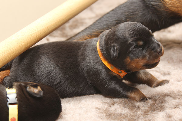 a2-nest week 2 pupfoto 2j