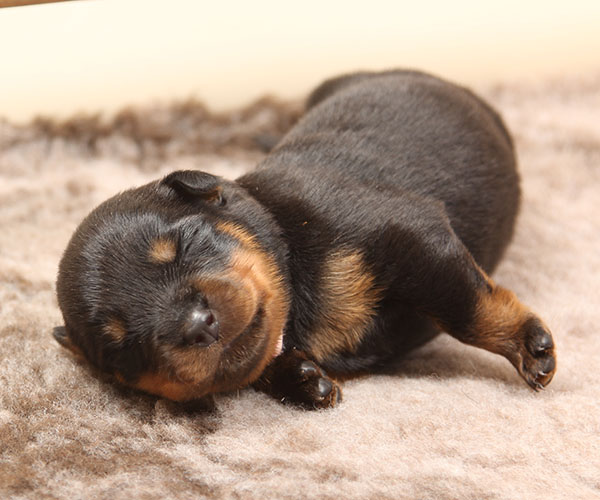 a2-nest week 2 pupfoto 2k