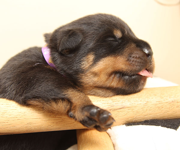 a2-nest week 2 pupfoto 2l