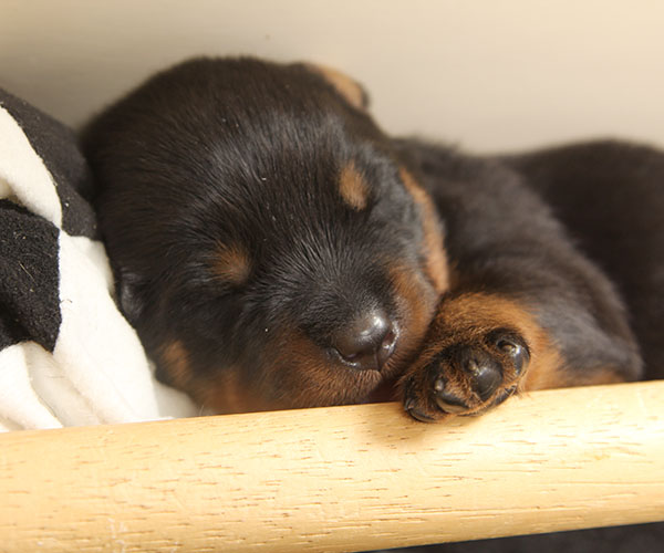 a2-nest week 2 pupfoto 2p