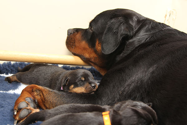 a2-nest week 2 pupfoto 2q