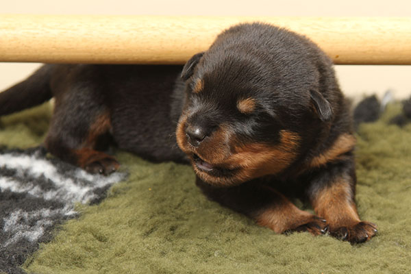 a2-nest week 2 pupfoto 2v